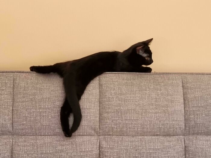 черный кот лежит на спинке дивана