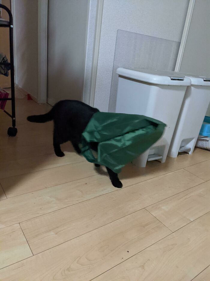 черный кот с зеленым пакетом на голове