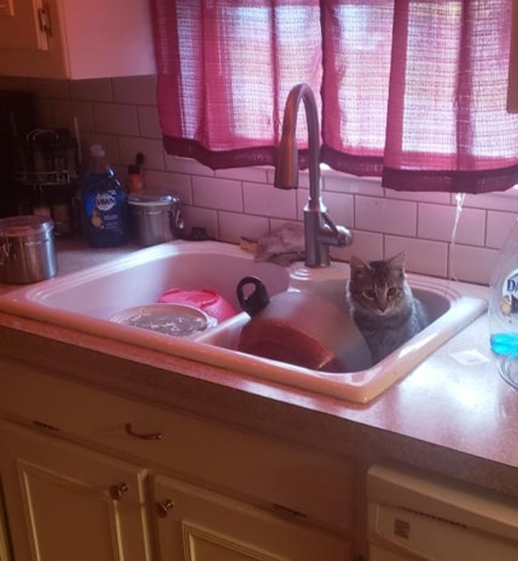 кот сидит в раковине с посудой