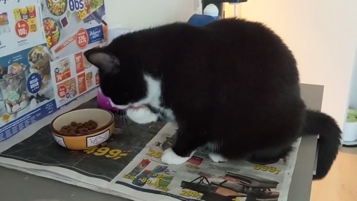 кошка ест корм лапой