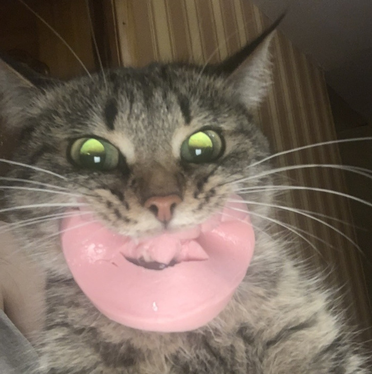кот с куском колбасы во рту