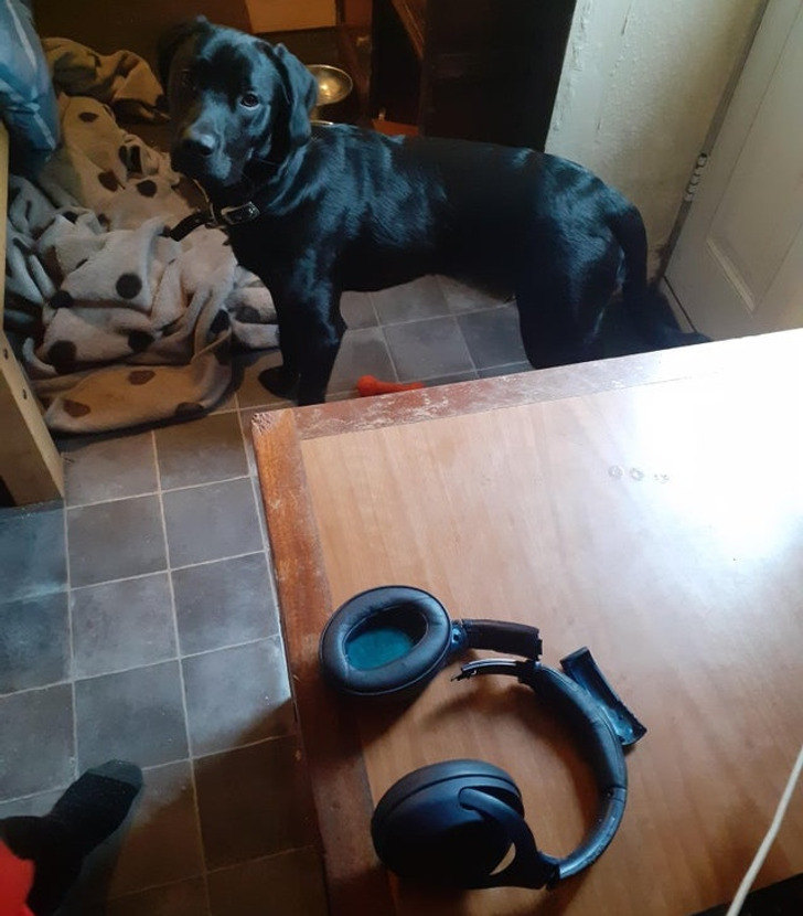 черный пес и наушники на столе
