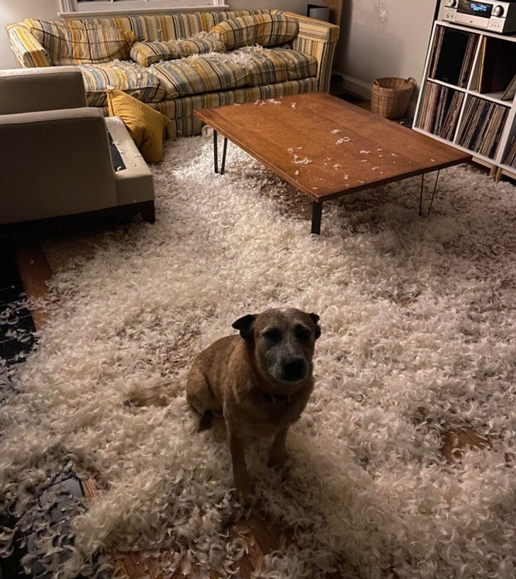 собака сидит на полу с наполнителем из дивана