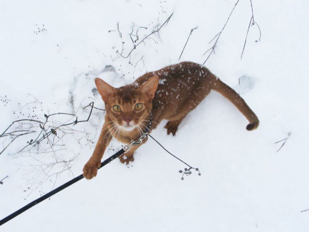 кот на поводке в снегу