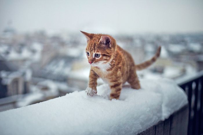 котенок идет по снегу