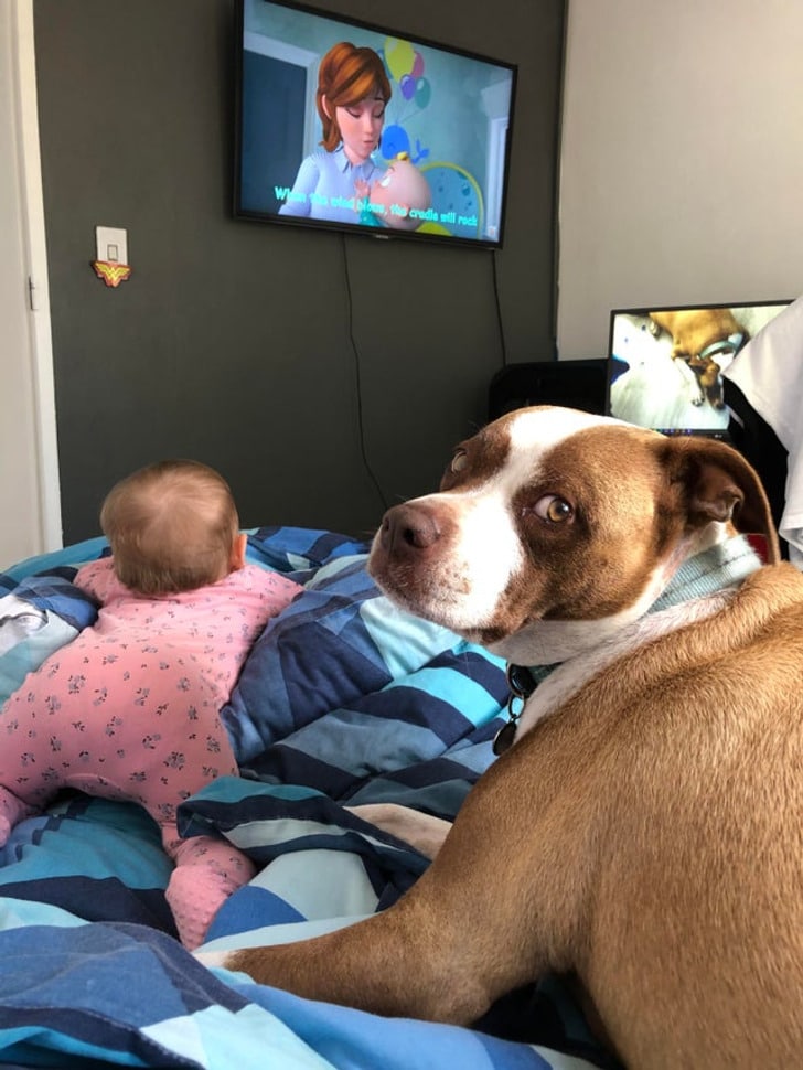 ребенок и собака на кровати перед телевизором