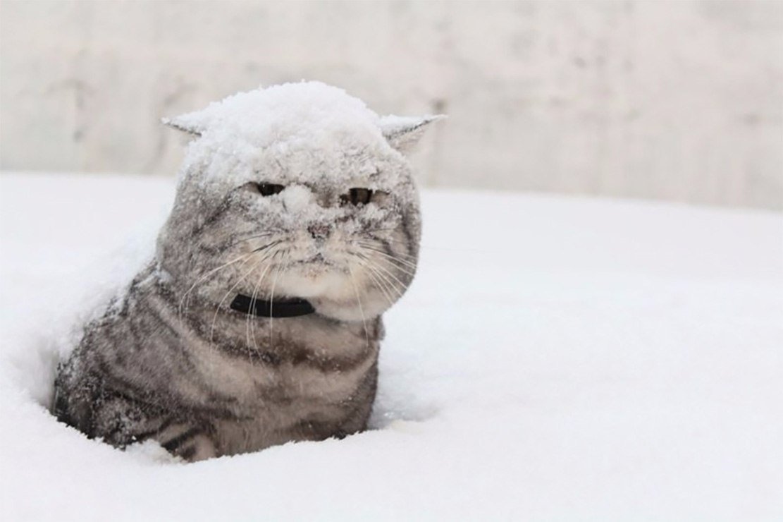 полосатый серый кот в снегу