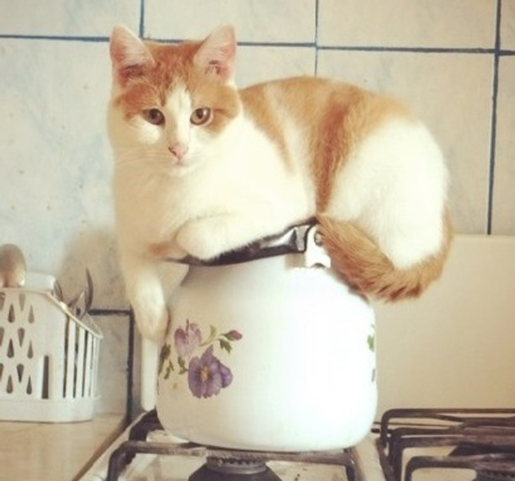 рыже-белый кот лежит на чайнике