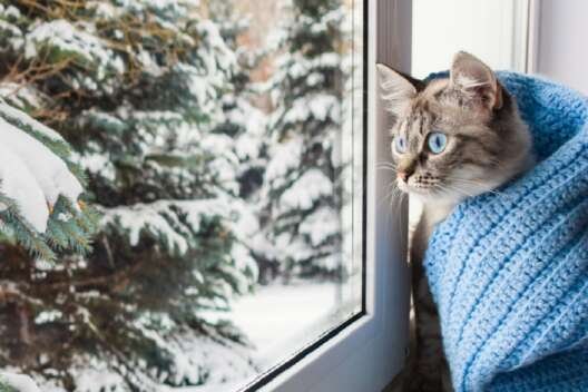 кот смотрит в окно на снег
