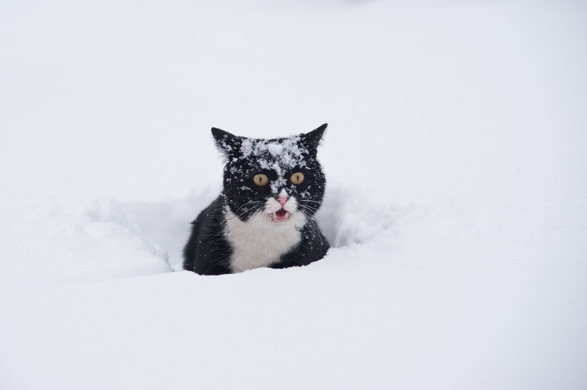 черно-белый кот в снегу