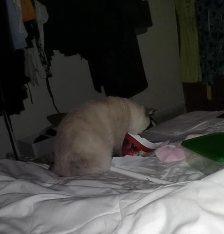 кот ест бумагу