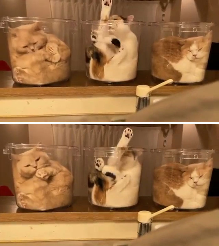 три кота в прозрачных емкостях