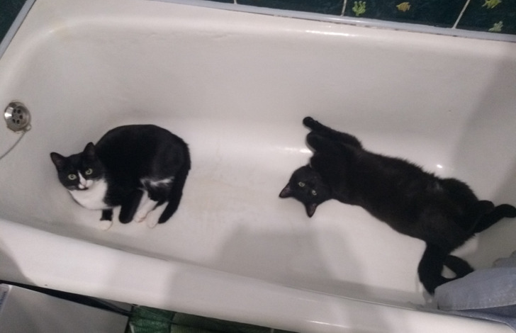 два черных кота в ванне