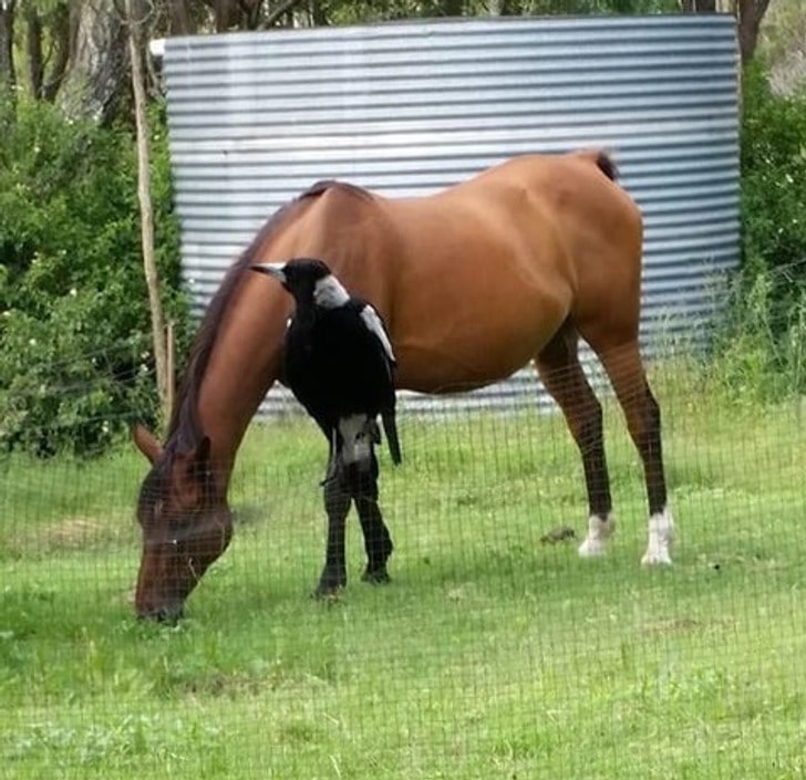 сорока на заборе и лошадь