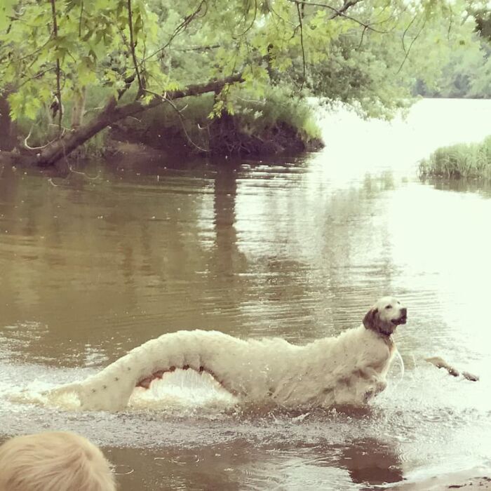 белая собака в воде