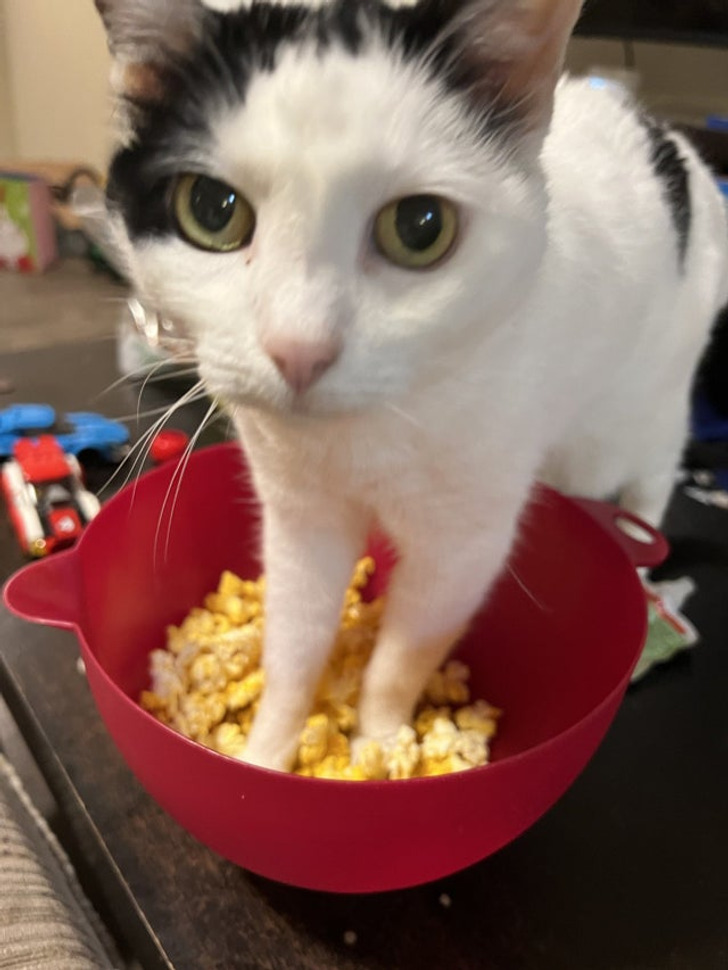 кошка стоит лапами в миске с попкорном