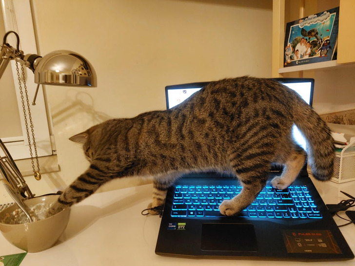 полосатая кошка на ноутбуке