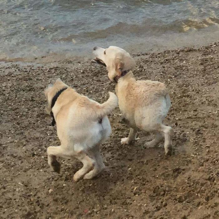 два лабрадора на пляже