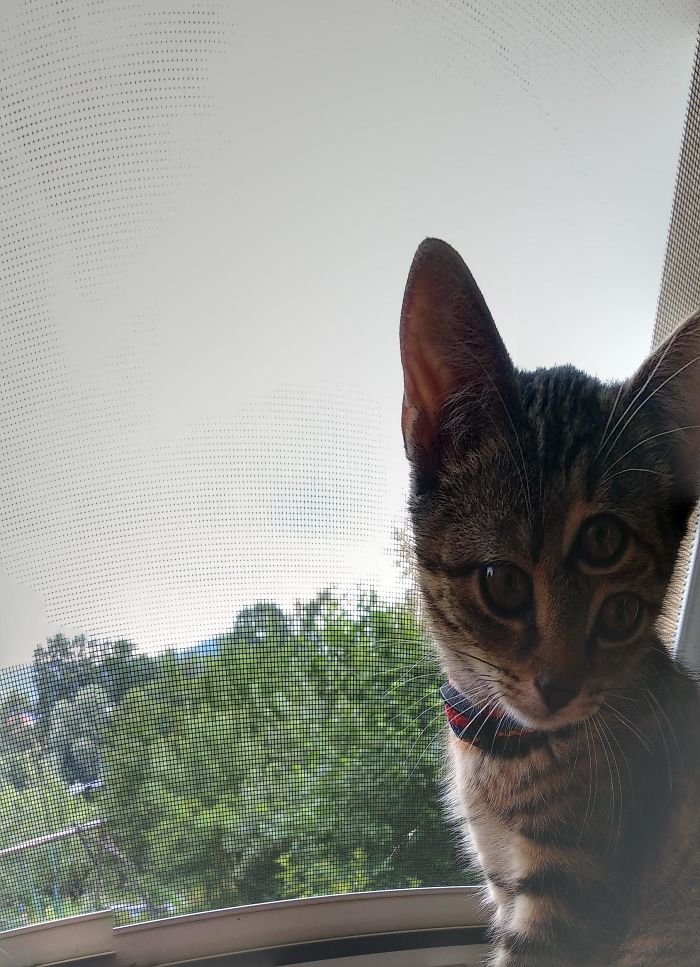 полосатый котенок с тремя глазами