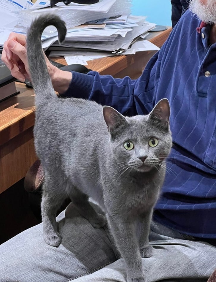 серый кот на коленях у мужчины