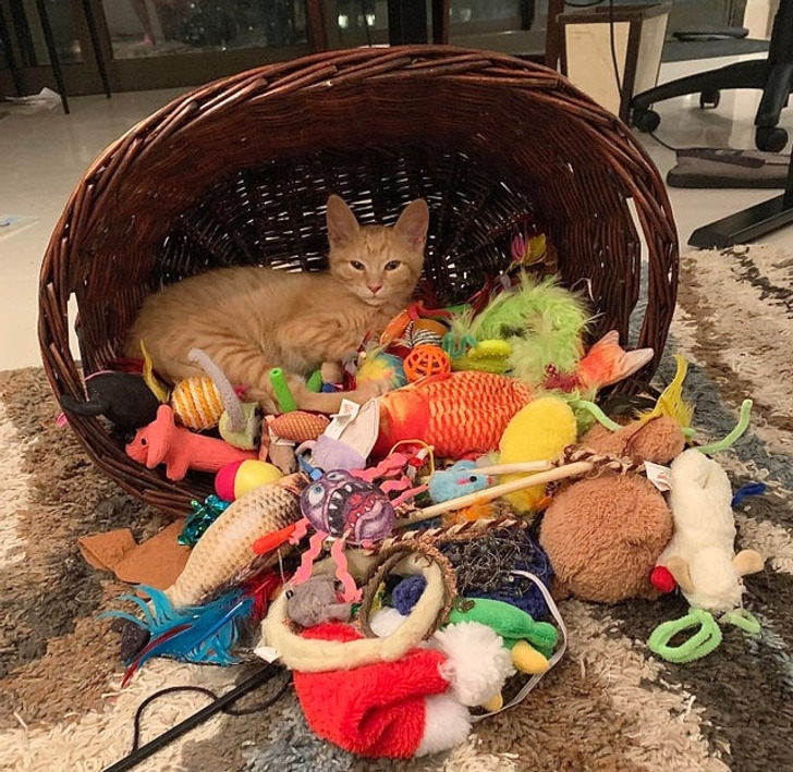рыжая кошка в корзине с игрушками