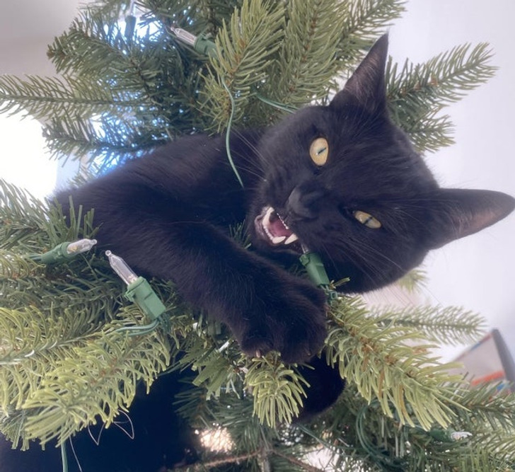 черный кот на елке