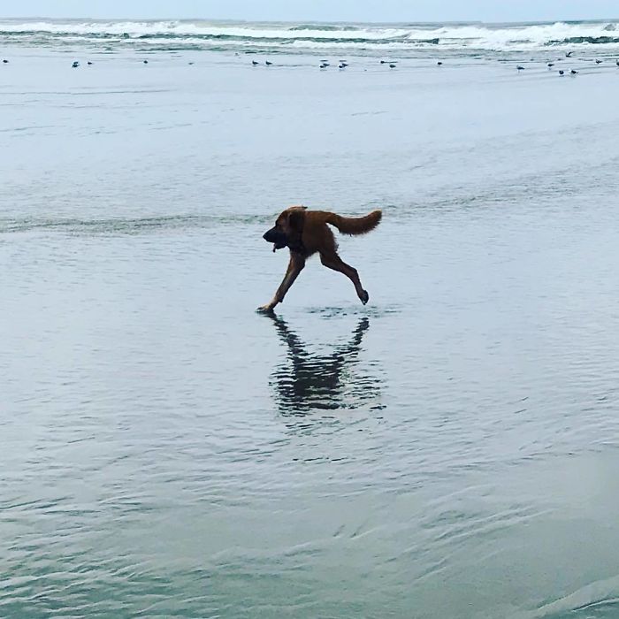 собака бежит по воде на пляже