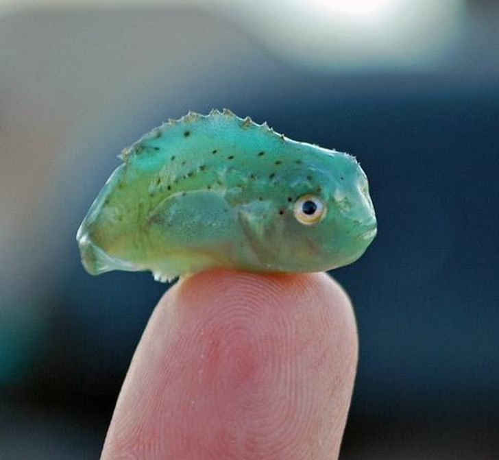 зеленая рыбка на пальце