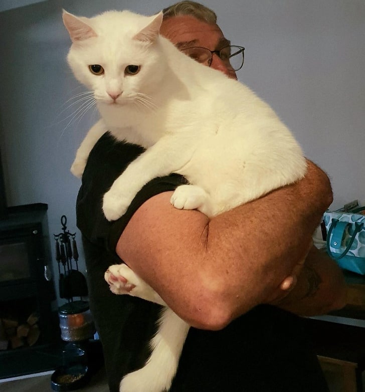 белый кот на руках у мужчины