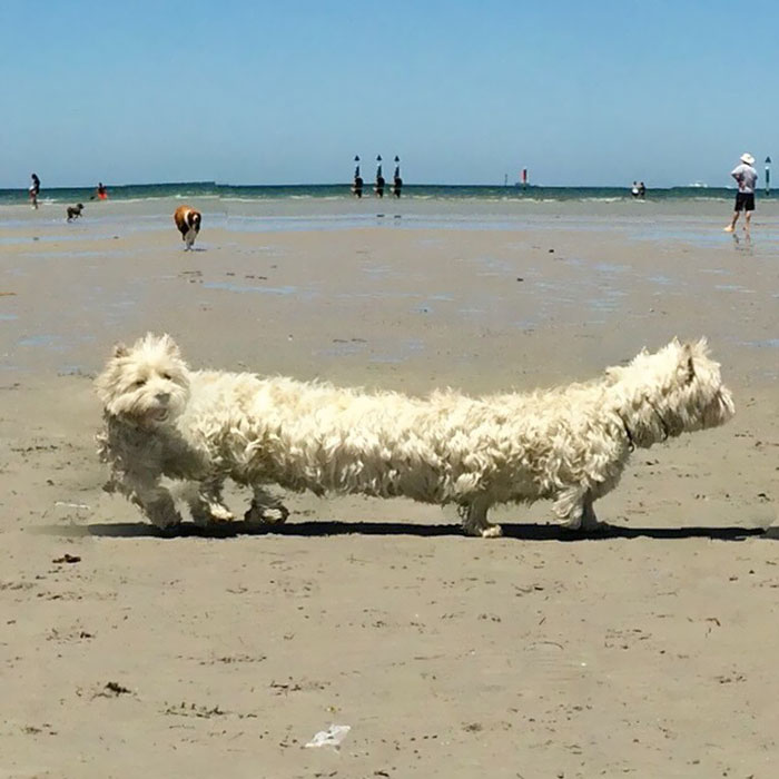 белая собака на пляже