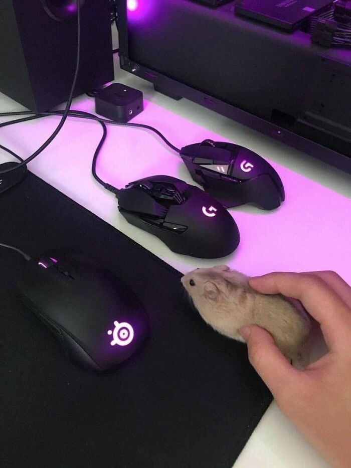 живая мышь рядом с компьютерными на столе