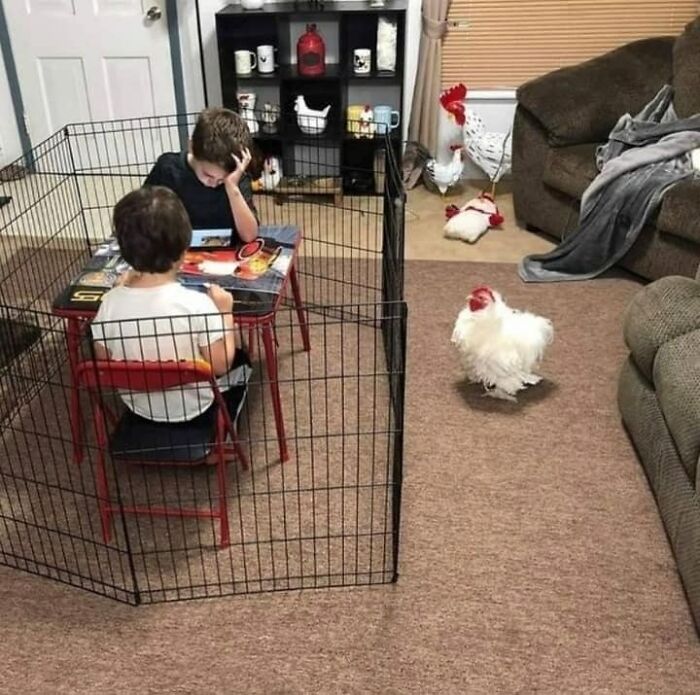дети сидят за столом в клетке