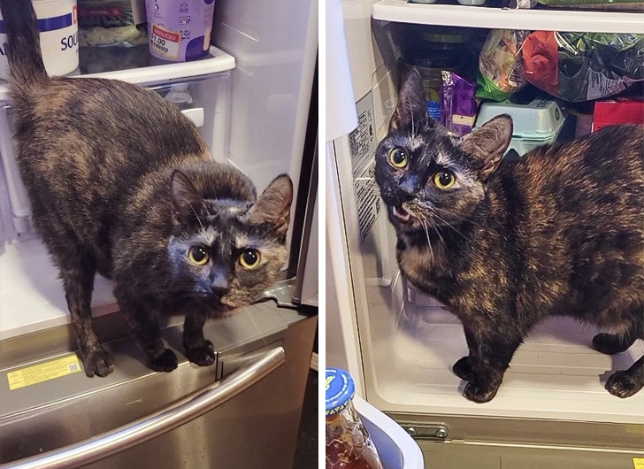 кошка на полке в холодильнике