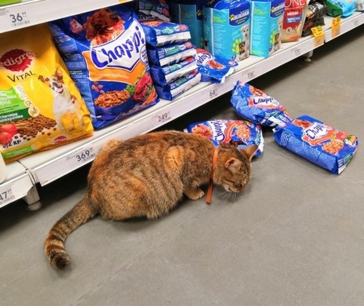 кот ест корм в магазине
