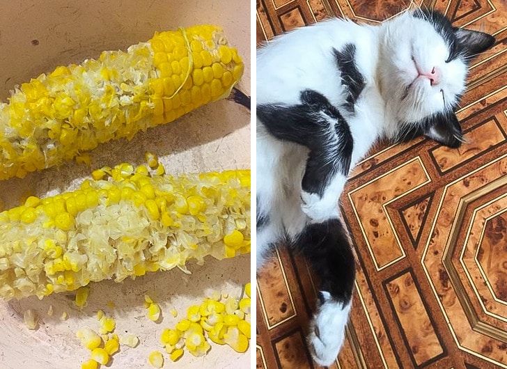 черно-белый кот и кукуруза