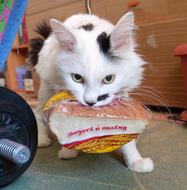 белый кот с хлебом в зубах