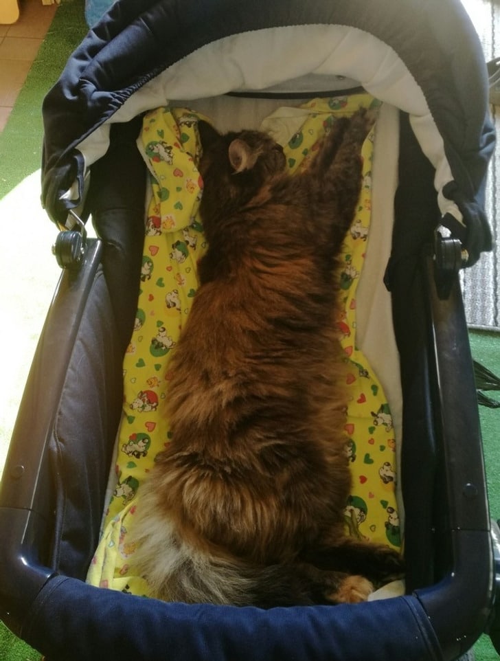 кошка спит в детской коляске