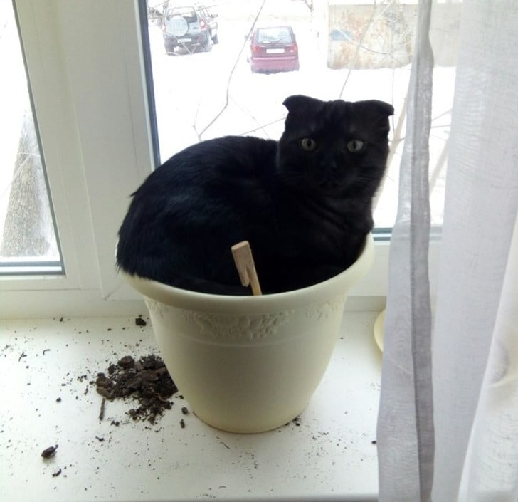 черный кот сидит в белом горшке на подоконнике