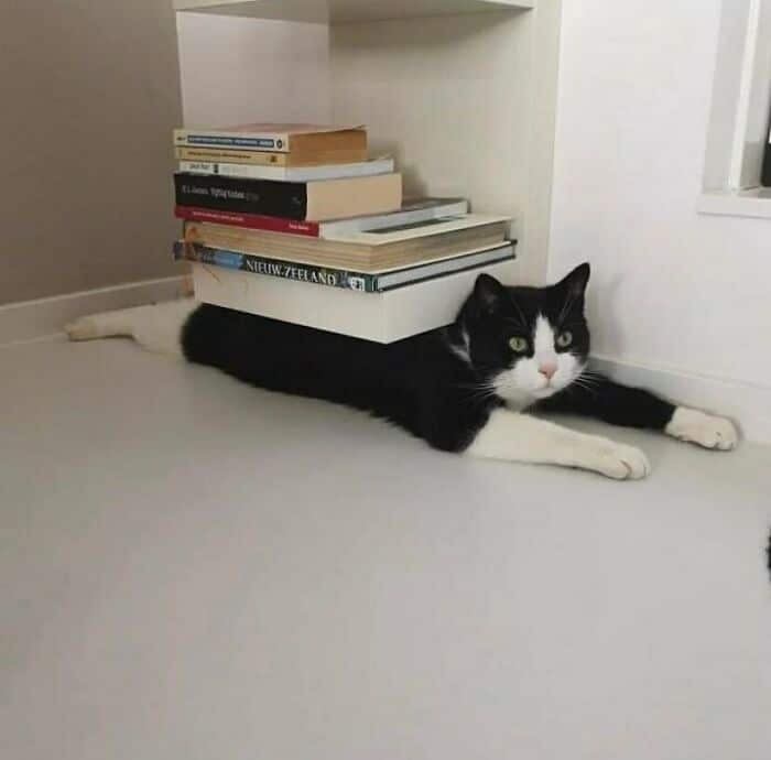черно-белый кот лежит под полкой с книгами