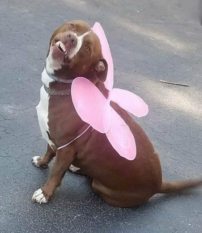 собака с розовыми крыльями на спине