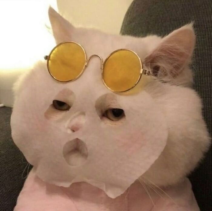 белый кот с очками и салфеткой на морде