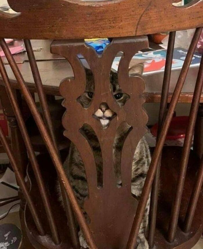 кот прячется на стуле