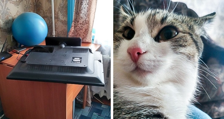перевернутый монитор и кот