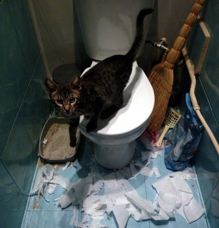 полосатый кот сидит на унитазе в туалете