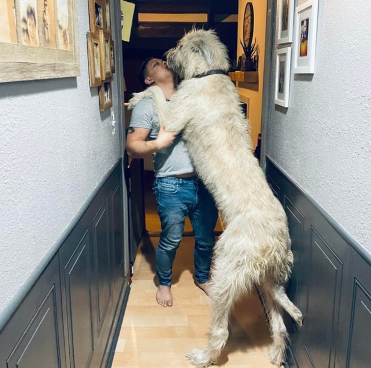 огромная собака с хозяйкой