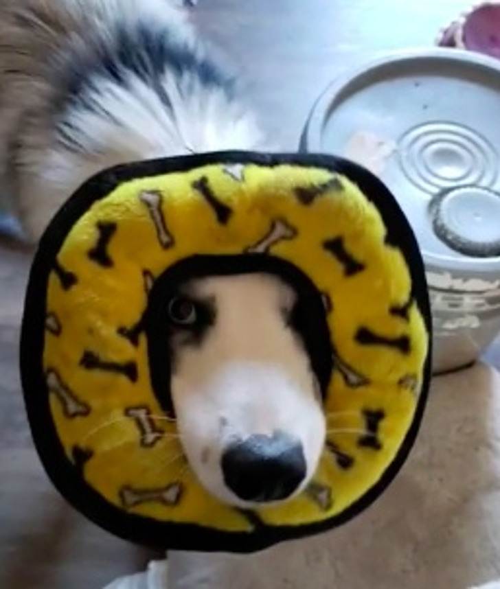 собака с круглой игрушкой на морде