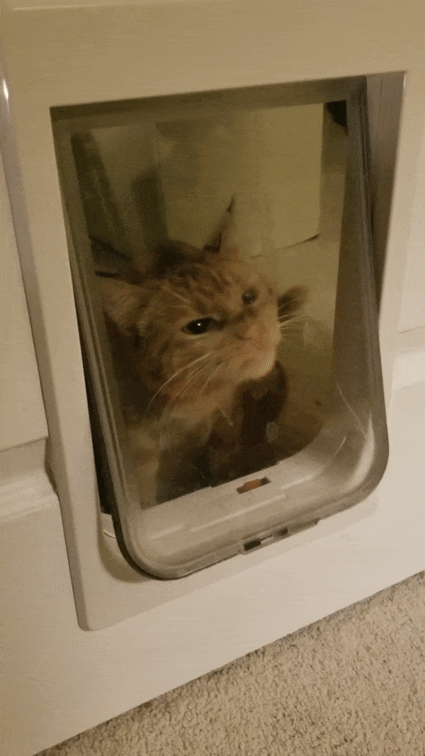 рыжий кот перед дверцей