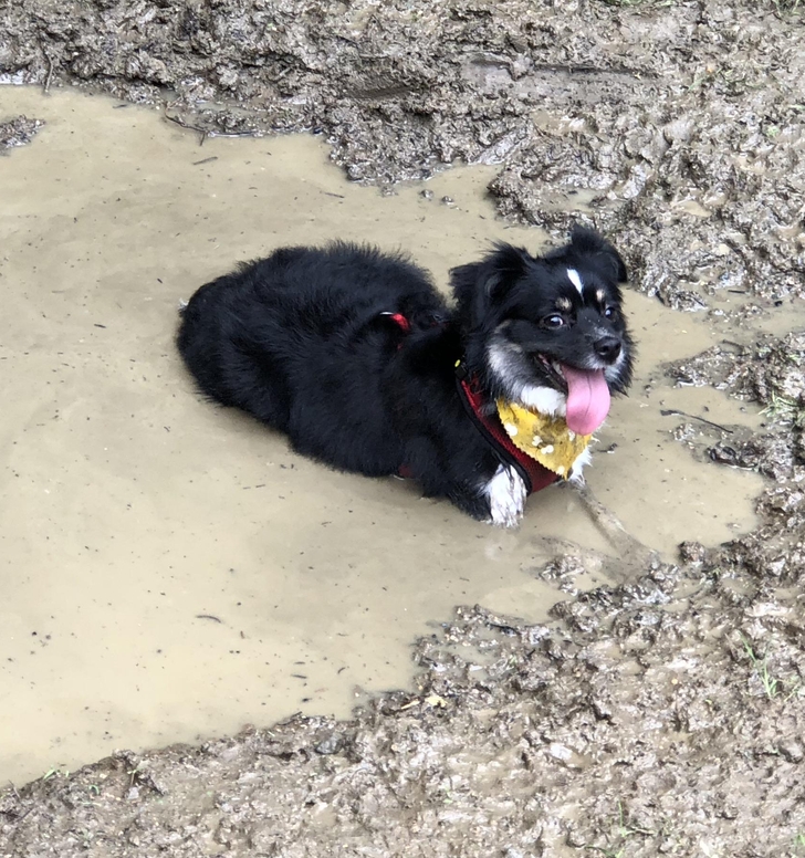 черная собака сидит в грязи