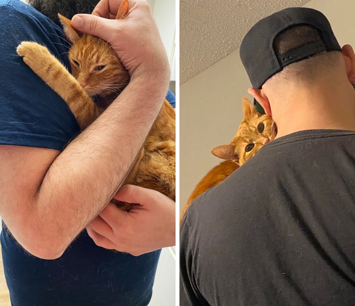 рыжий кот на руках у парня