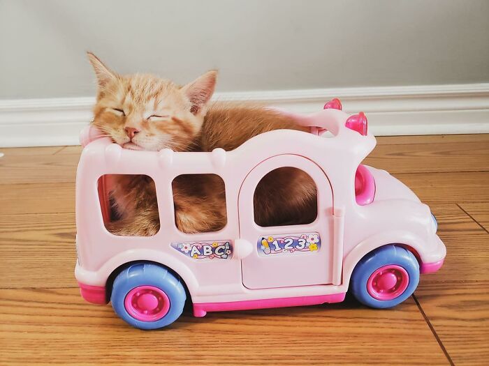 рыжий котенок в игрушечной машине